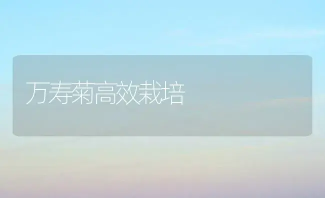 生菜新品种－美国大速生 | 植物科普