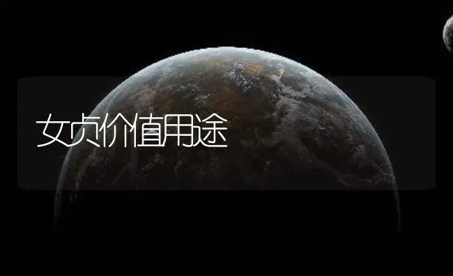 女贞价值用途 | 植物知识