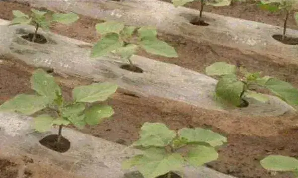 茄子定植后管理技术