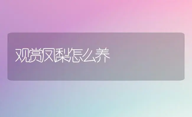观赏凤梨怎么养 | 植物百科