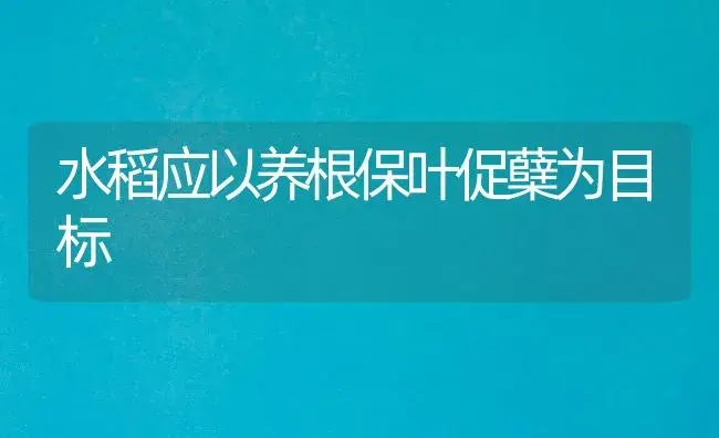 水稻应以养根保叶促蘖为目标 | 植物科普