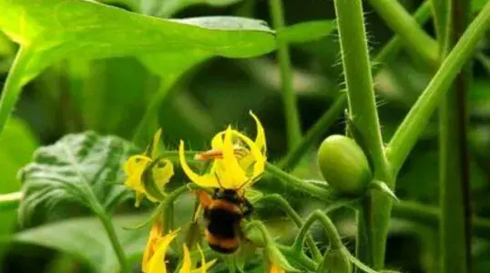 蔬菜“弱光症”有何症状表现？如何防治？