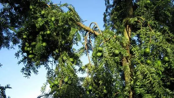 香榧种植前景怎么样 种植香榧一亩成本多少 香榧种植效益好吗