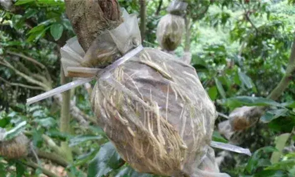 荔枝高压繁殖技术讲解