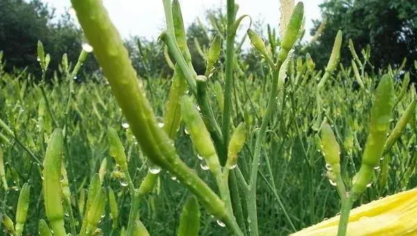 黄花菜种植技术黄花菜怎么种植