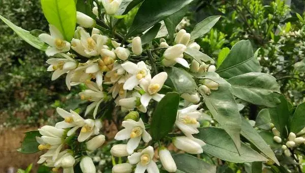 橘子花怎么养 橘子花盆栽养殖方法与注意事项