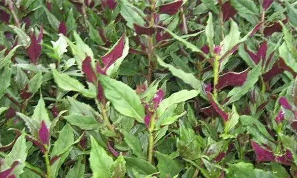红凤菜的栽培技术介绍