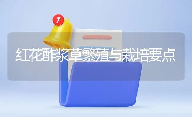 红花酢浆草繁殖与栽培要点 | 植物知识