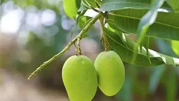 芒果种植技术要点