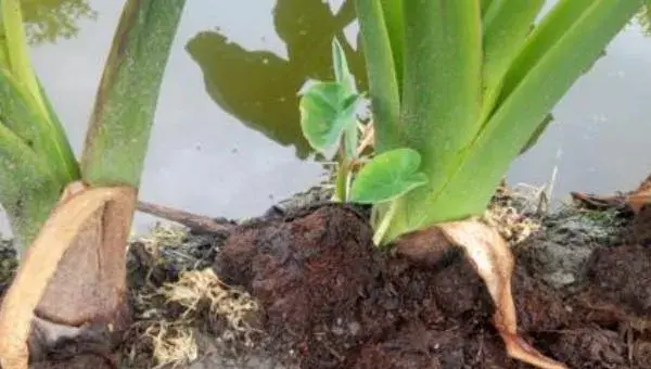 荔浦芋头的种植方法与时间，终霜后播种