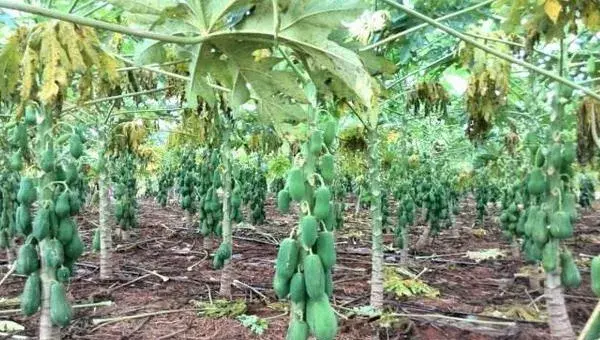 番木瓜怎么种 番木瓜种植方法与注意事项