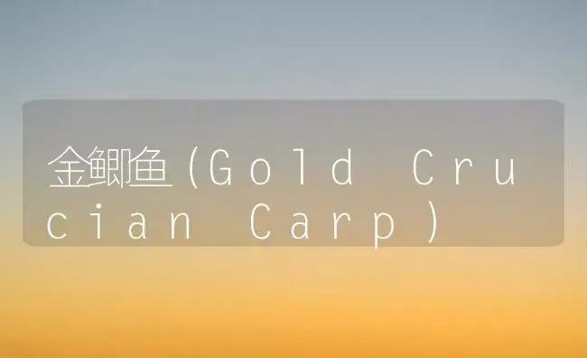 金鲫鱼（Gold Crucian Carp） | 植物科普