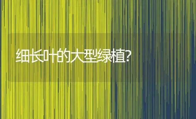 细长叶的大型绿植？ | 植物问答