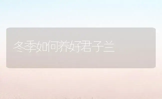 冬季如何养好君子兰 | 植物知识