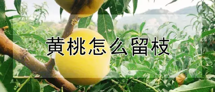 黄桃怎么留枝