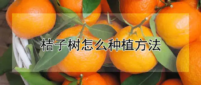 桔子树怎么种植方法