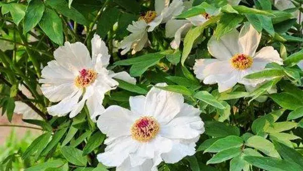种白芍栽培采收技巧