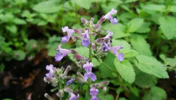 荆芥怎么种 荆芥种植时间和方法