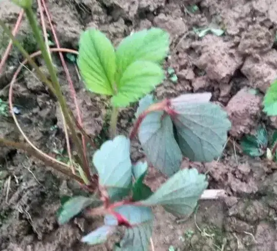 草莓茎秆花瓣发红原因及防治指南