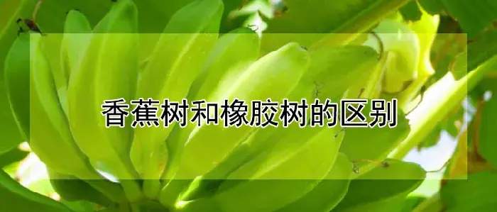 香蕉树和橡胶树的区别