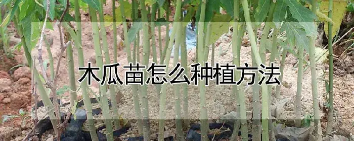 木瓜苗怎么种植方法