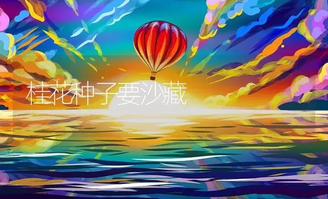 桂花种子要沙藏 | 植物资料