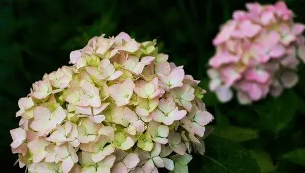 2018种八仙花赚钱吗？八仙花种植的利润与投资成本及前景预测