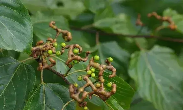 拐枣田间管理技术技巧