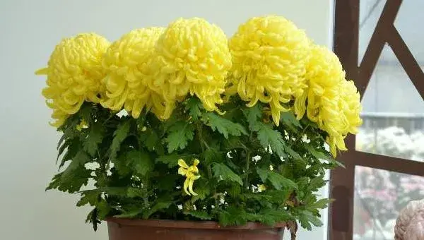 菊花盆栽怎么养 阳台养菊花方法与注意事项