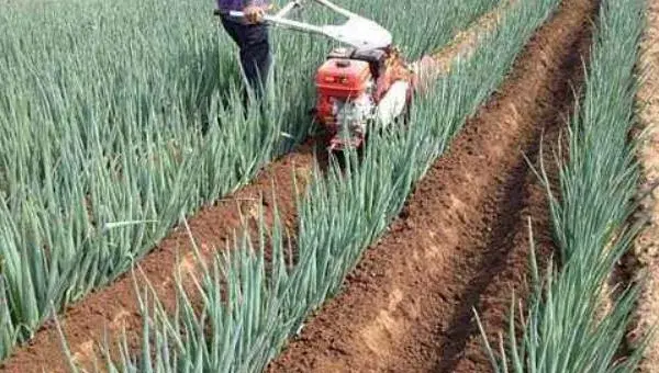 大葱种植技术 大葱高产栽培技术