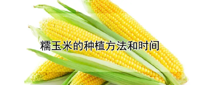 糯玉米的种植方法和时间