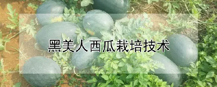 黑美人西瓜栽培技术