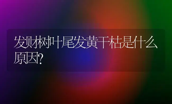 发财树叶尾发黄干枯是什么原因？ | 植物问答