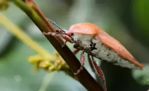 果树如何科学防治岱蝽？