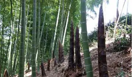 竹笋虫害夜蛾的介绍与防治