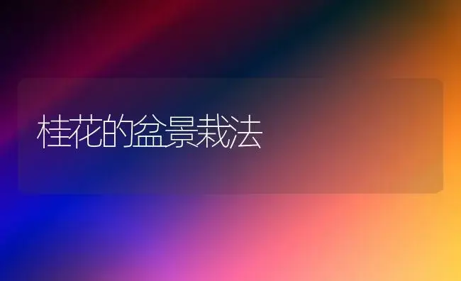桂花的盆景栽法 | 植物知识