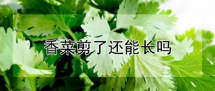 香菜剪了还能长吗