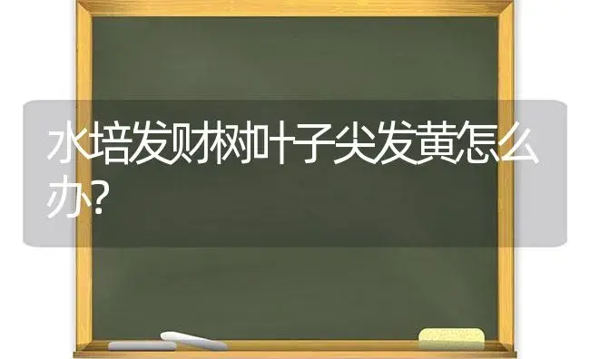 水培发财树叶子尖发黄怎么办？ | 植物问答