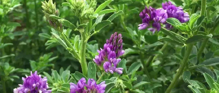 苜蓿草种植技术及时间 苜蓿草的田间管理