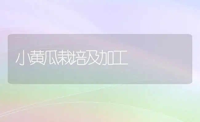 小黄瓜栽培及加工 | 植物百科