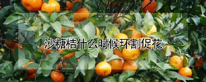 沙糖桔什么时候环割促花