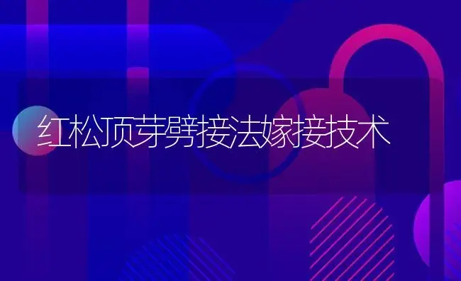 红松顶芽劈接法嫁接技术 | 植物知识