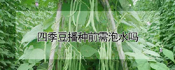 四季豆播种前需泡水吗