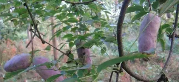 八月瓜的种植前景