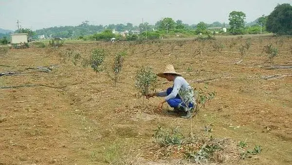 柑桔幼树管理技术