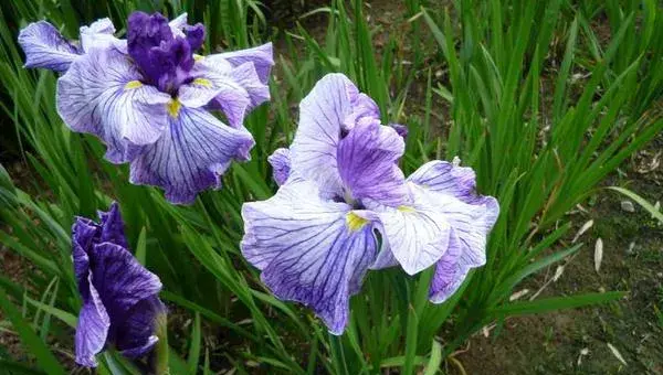 花菖蒲怎么种 花菖蒲种植方法与注意事项