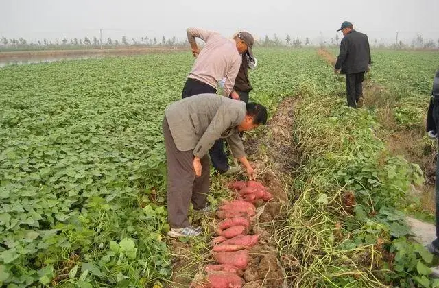 红薯高产种植技术讲解