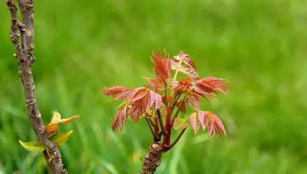 2018种香椿赚钱吗？香椿种植的利润与投资成本及前景预测