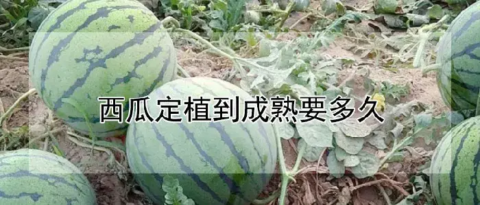 西瓜定植到成熟要多久