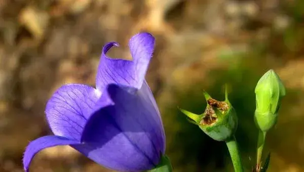 桔梗花盆栽方法 桔梗什么时候开花